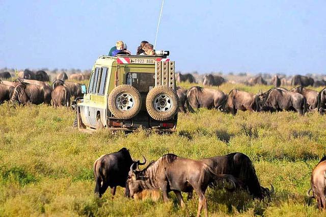 8 Day The Great Wildebeest Migration Tour in Tanzania, Africa