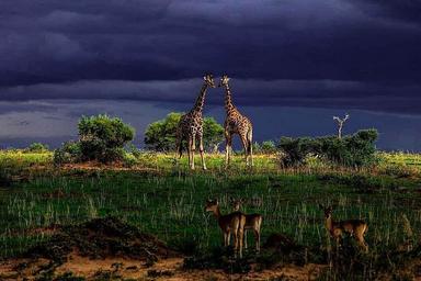 8 يوم خاص أو مجموعة اليوغا و Safari Retreat في كمبالا ، أوغندا