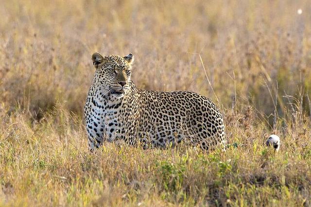 8 Day Safari to Ngorongoro and Serengeti National Park, Africa
