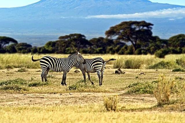 5 Day Safari to Tarangire, Lake Manyara, & Ngorongoro, Africa