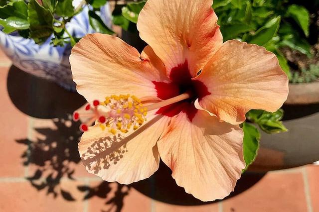 8 Day Fundamental Hawaiian Lomi Lomi Nui Training in Portugal